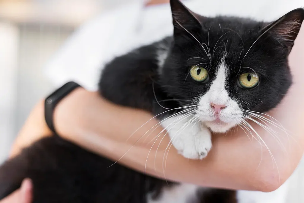 Purina Cat Chow apoya la castración de más de 11,400 gatos en Centroamérica